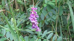 Vicia amoena