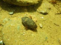 Acilius abbreviatus