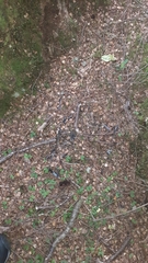 Petroica macrocephala