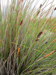 Elegia thyrsoidea