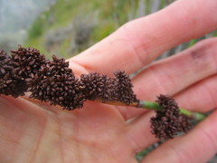 Elegia thyrsoidea
