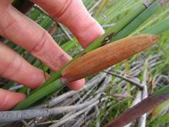 Elegia thyrsoidea