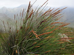 Elegia thyrsoidea