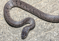 Pareas margaritophorus