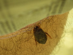 Acilius abbreviatus
