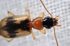 Anomotarus crudelis