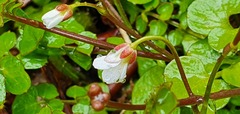 Cardamine unguiculus