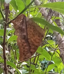 Charaxes varanes vologeses