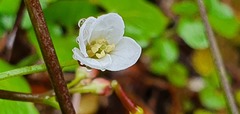 Cardamine unguiculus