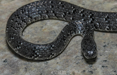 Pareas margaritophorus