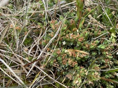 Pimelea oreophila lepta