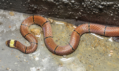 Sinomicrurus macclellandi