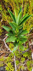 Pimelea gnidia