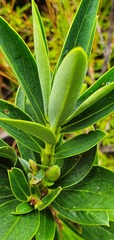 Pimelea gnidia