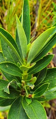 Pimelea gnidia