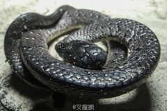 Pareas margaritophorus