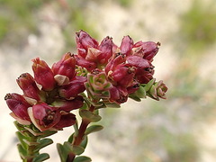 Penaea cneorum cneorum