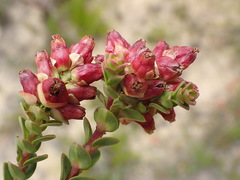 Penaea cneorum cneorum