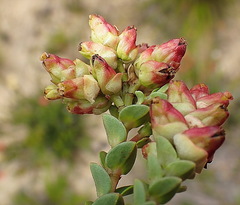 Penaea cneorum cneorum