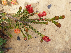 Penaea cneorum cneorum