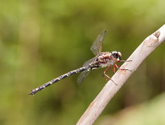 Austroaeschna atrata