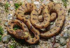 Pareas chinensis