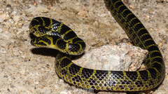 Lycodon flavozonatus