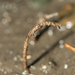 Spiochaetopterus costarum pottsi - Photo (c) Zach Hawn, osa oikeuksista pidätetään (CC BY-NC-SA), lähettänyt Zach Hawn