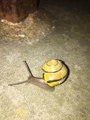 Cepaea nemoralis