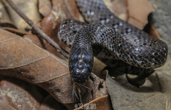 Pareas margaritophorus