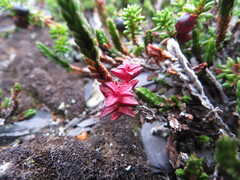 Exobasidium hypogenum