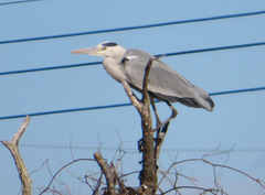 Ardea cinerea