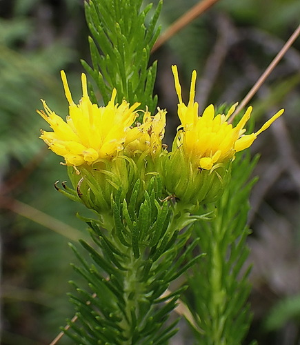 Image of Pteronia camphorata by no rights reserved