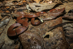 Sinomicrurus macclellandi