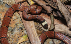 Sinomicrurus macclellandi