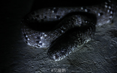 Pareas margaritophorus