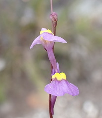 Utricularia welwitschii