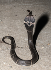 Chinese Cobra photo 3