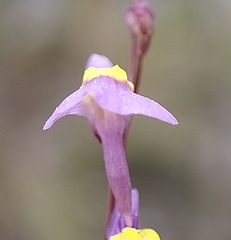 Utricularia welwitschii