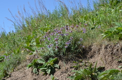 Dracocephalum integrifolium