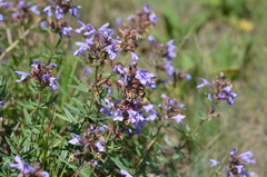 Dracocephalum integrifolium