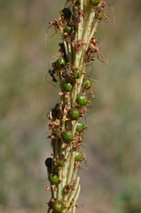 Eremurus fuscus