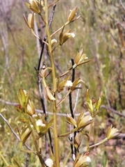 Eulophia tristis
