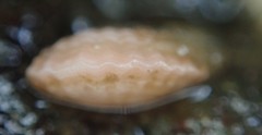 Brachiopoda