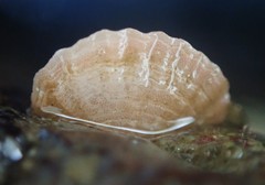 Brachiopoda