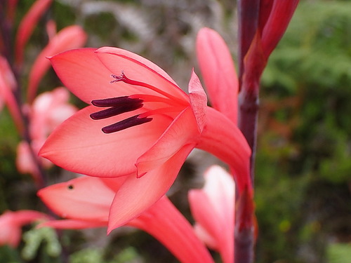 Image of Watsonia fourcadei by no rights reserved