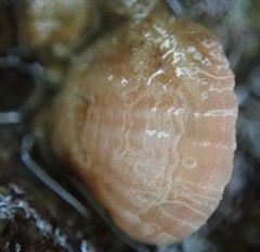 Brachiopoda