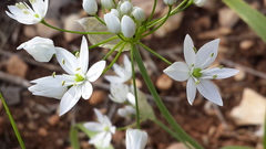 Allium trifoliatum