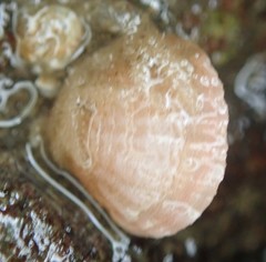 Brachiopoda