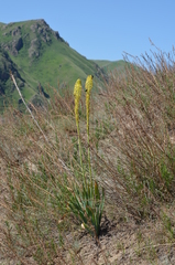 Eremurus fuscus